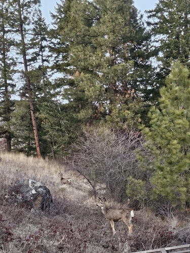 Mule Deer observed by cycling4soil