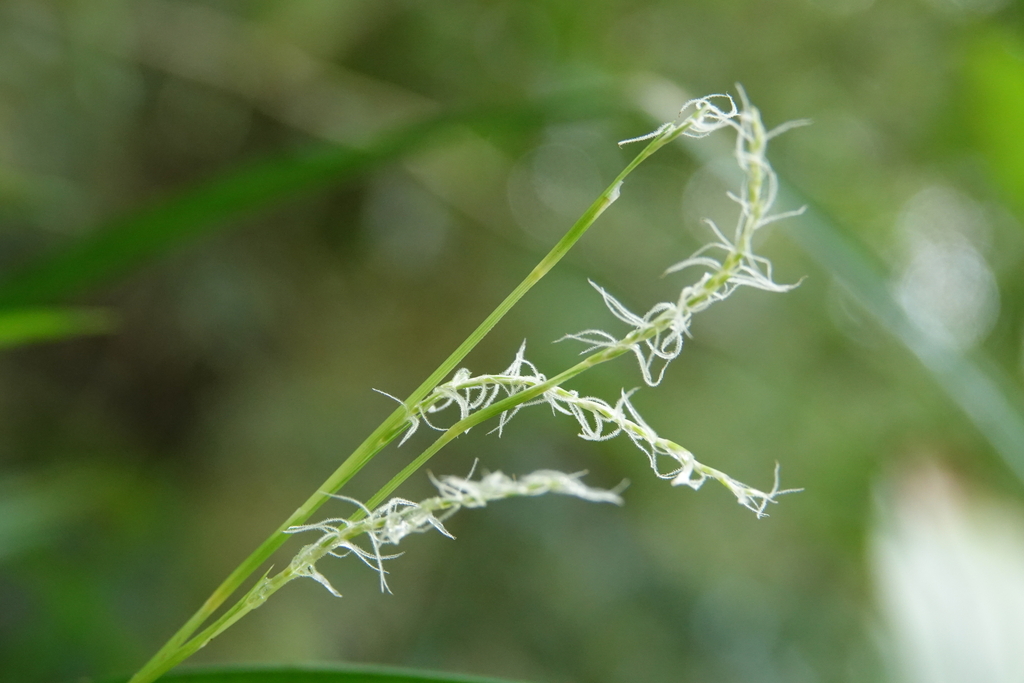 Carex dolichostachya (Carex dolichostachya)