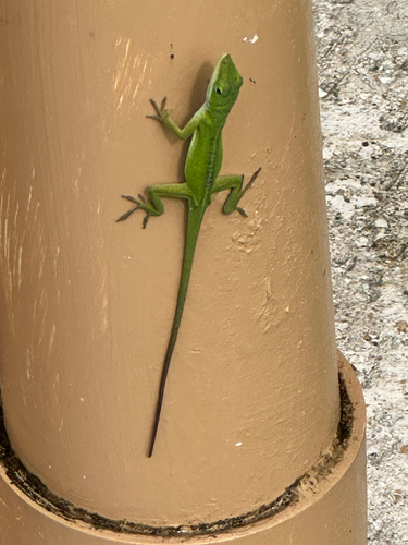 Green Anole observed by boogan_boy