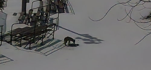 Coyote observed by wild_photos