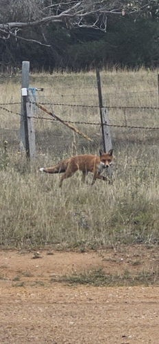 Red Fox observed by kellysbirdingbonanza