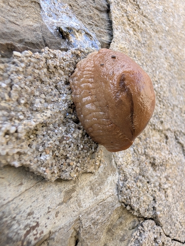 Drusia valenciennii