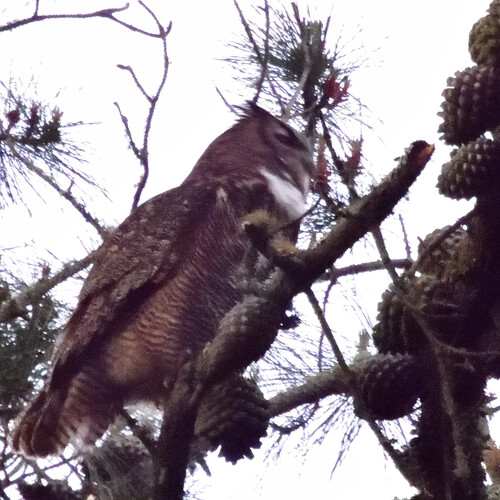 View observation of {o.common_name} on iNaturalist
