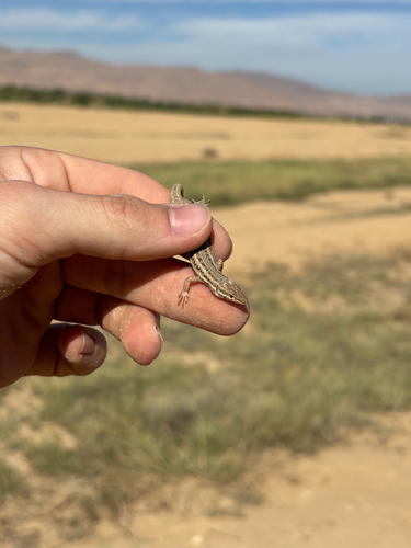 Olivier's Sand Lizard