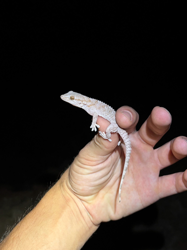 Moorish Gecko