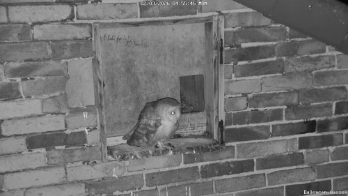 Schleiereule observed by stefan76