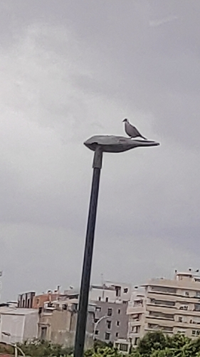 Paloma turca de collar observed by jumagoco