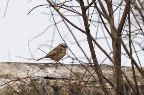 Brown Accentor