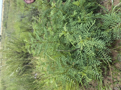 Indigofera cryptantha cryptantha