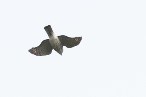 Japanese Sparrowhawk