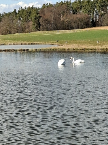 Höckerschwan observed by blue29697