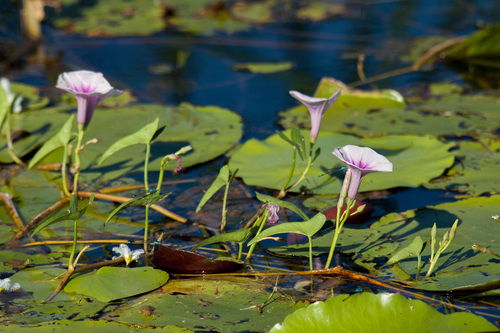 Water Morning Glory