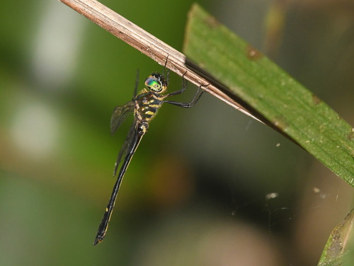 Macromidia asahinai