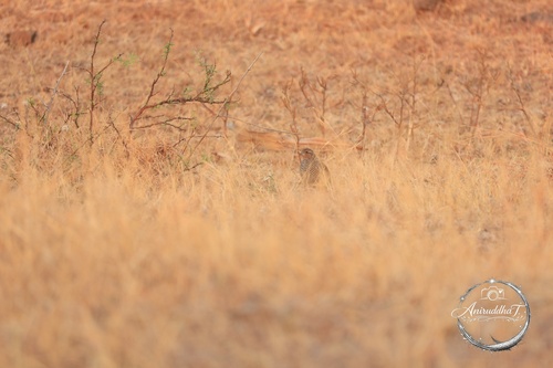Rock Bush-Quail