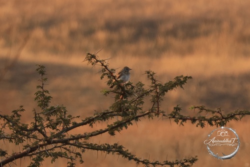 Indian Bush Lark