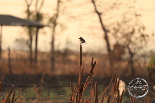 Siberian Stonechat