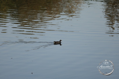 Common Moorhen