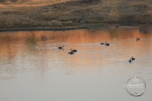Indian Spot-billed Duck
