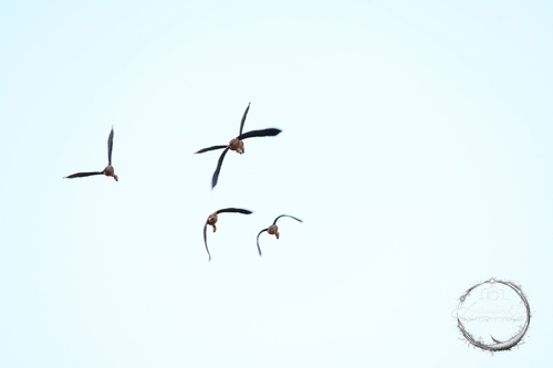 Lesser Whistling-Duck