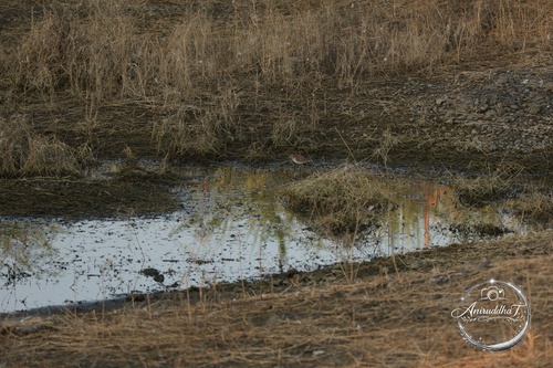 Wood Sandpiper