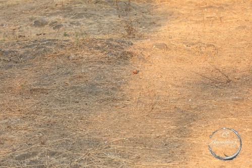 Grey-necked Bunting