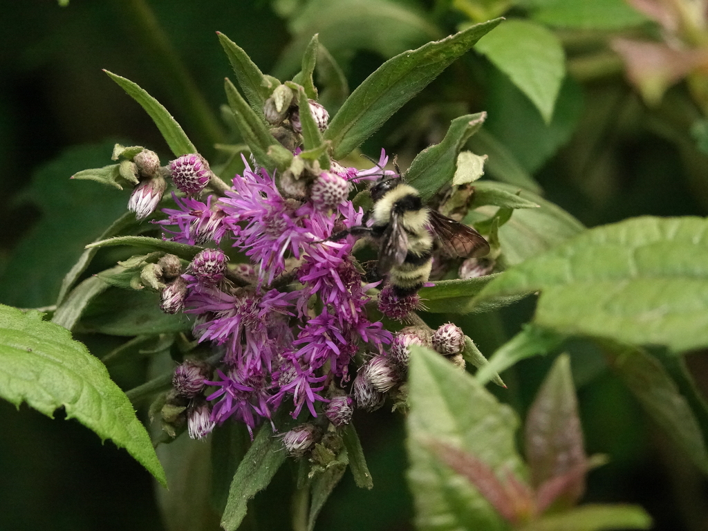 Brazilian Bumble Bee from Recreio da Serra, Piraquara - PR, Brazil on ...