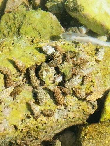 Thericium vulgatum
