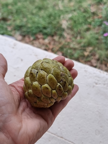 Sweetsop