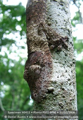 Henkel's Leaf-tailed Gecko