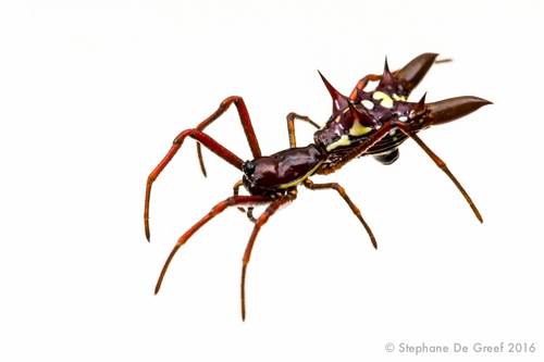 Micrathena sexspinosa