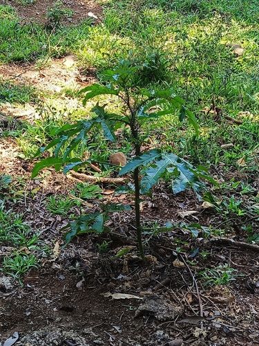 five-minute plant