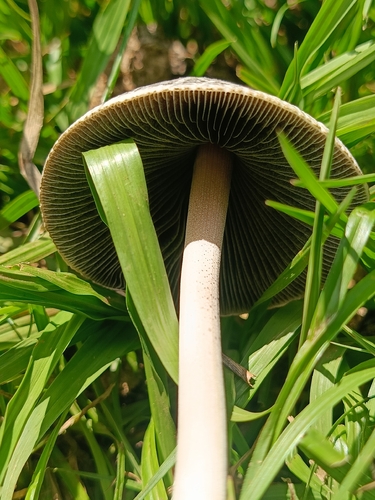 Panaeolus antillarum