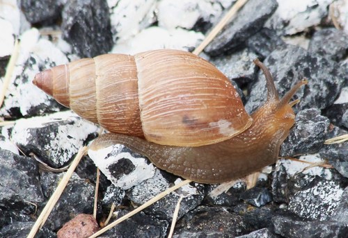 Bulimulus