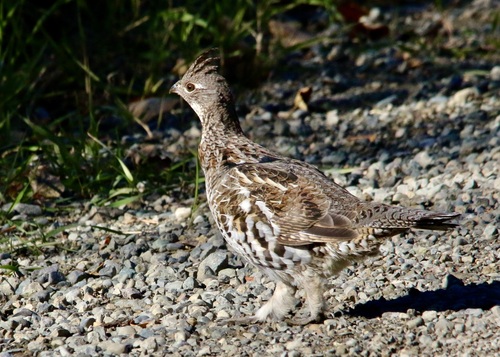 Ruffed Grouse