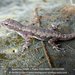 Grandidier's Dwarf Gecko - Photo (c) Daniel Austin, all rights reserved, uploaded by Daniel Austin