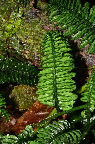 Danaea imbricata