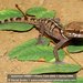 Northern Madagascar Leaf-toed Gecko - Photo (c) Daniel Austin, all rights reserved, uploaded by Daniel Austin