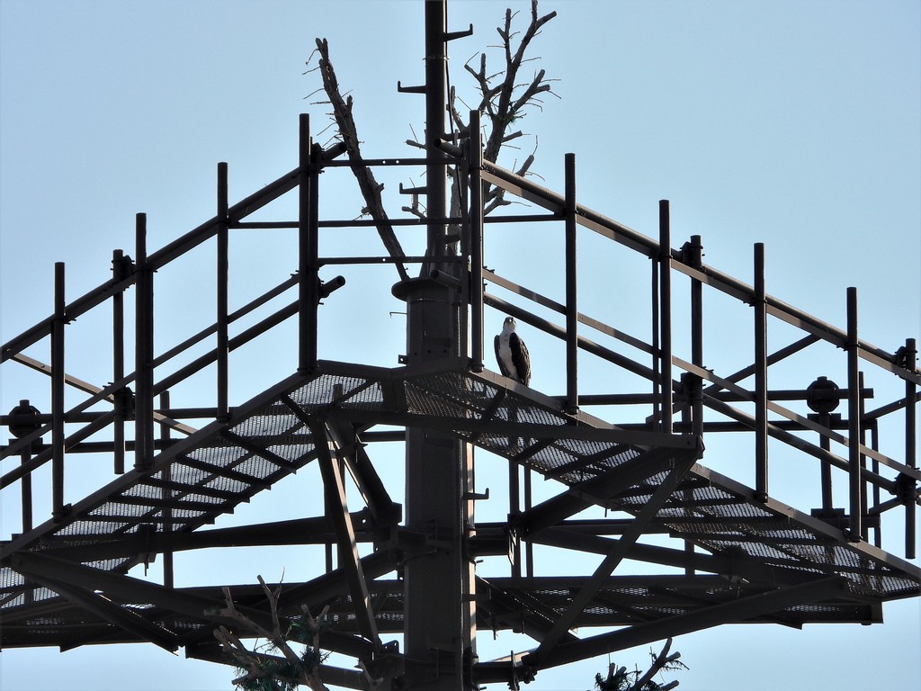 Osprey from Predio Cerro Gordo, 37129 León, Gto., México on February 23