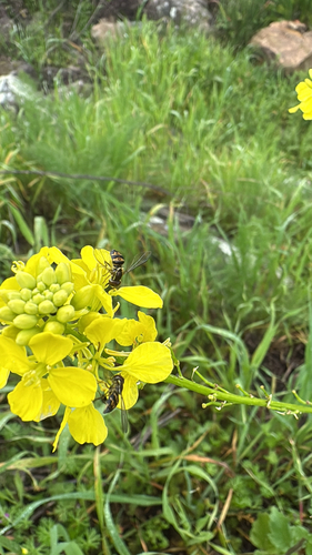 Unknown species found near Petaluma, CA, US