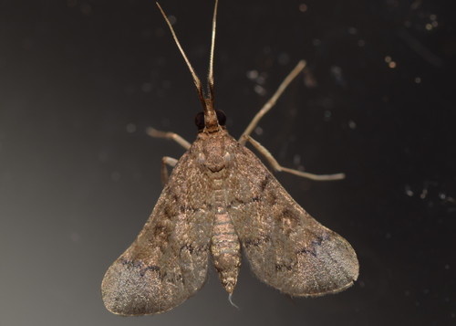 Piletocera macroperalis Hampson, 1897