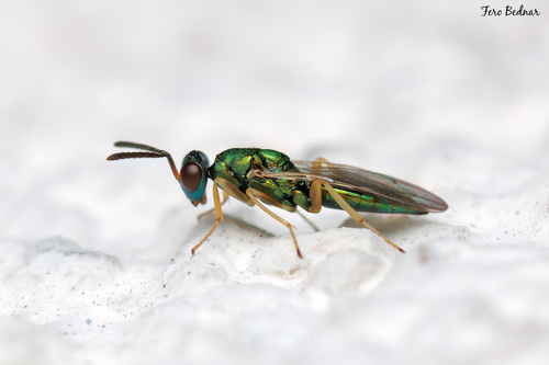 Pteromalini