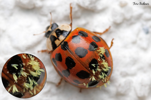 Hesperomyces harmoniae
