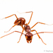Dendromyrmex - Photo (c) Stéphane De Greef, all rights reserved, uploaded by Stéphane De Greef