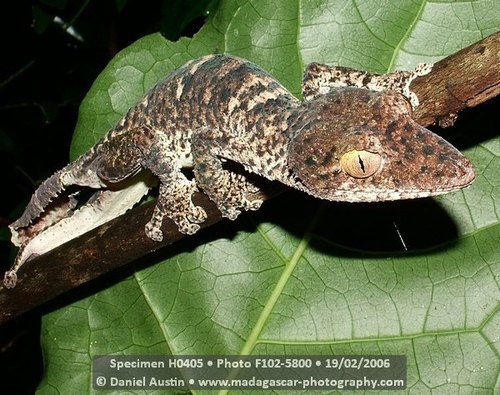 Henkel's Leaf-tailed Gecko