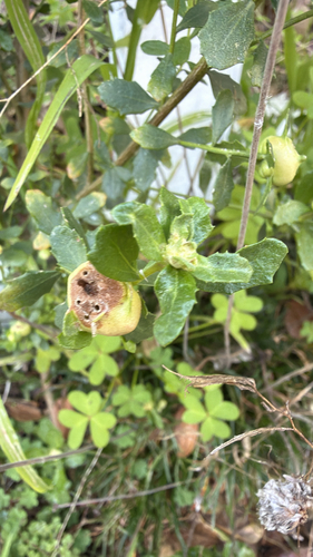 Unknown species found near Arlington Way, Martinez, CA, US