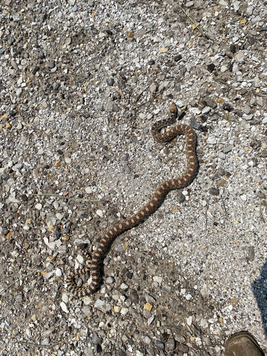 Bullsnake
