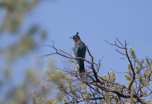 iNaturalist observation 2026-02-25