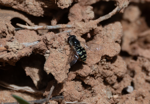 Unknown species found near Zion National Park, Zion, Washington County, US-UT, US