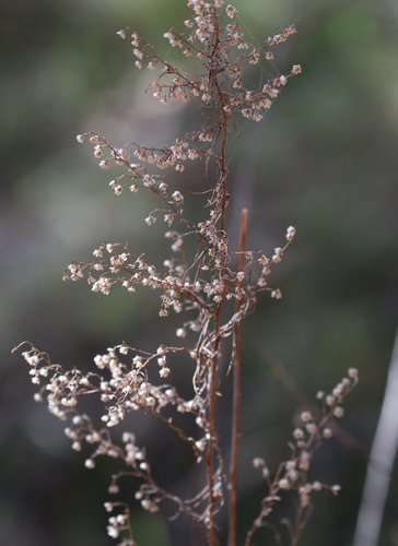 iNaturalist observation 2026-02-25