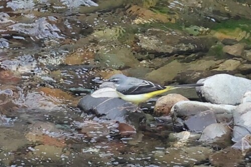 Grey Wagtail